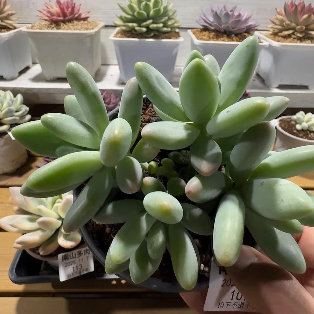 四头白兰地111107-107