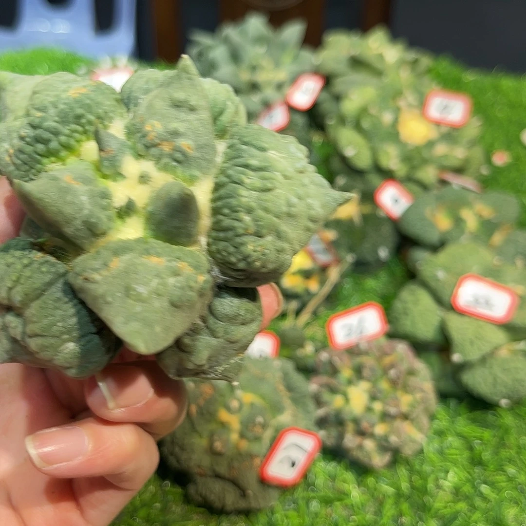 29号自根福利怒涛e