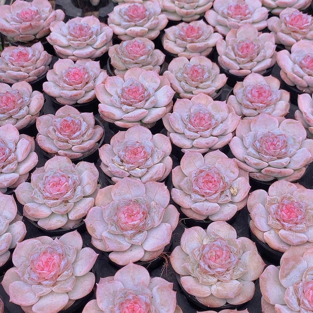 粉蜜35688999900000