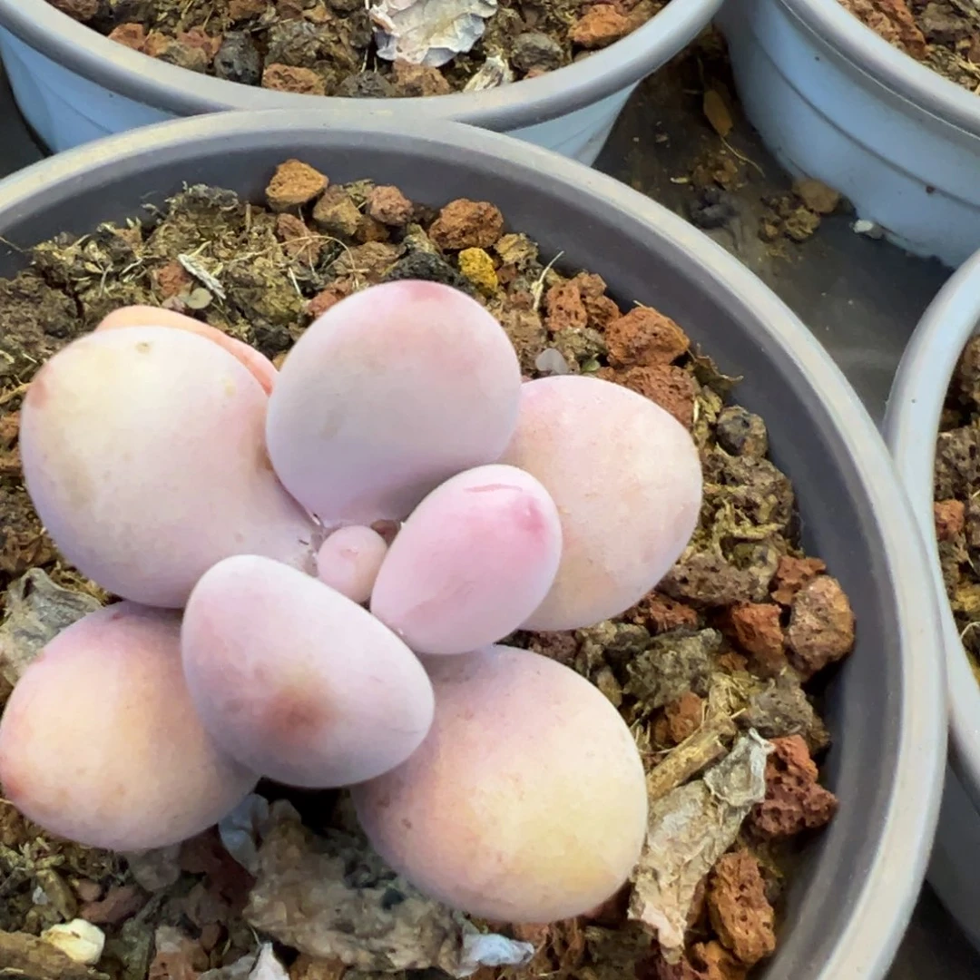 桃蛋春节大福利炸