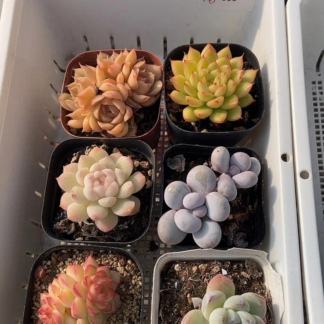 金泰家多肉，065肉肉*6