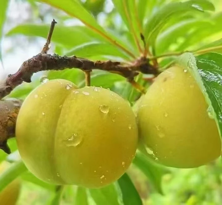 正宗蜂糖李贵州六马现摘现发当季水果40-45mm中果