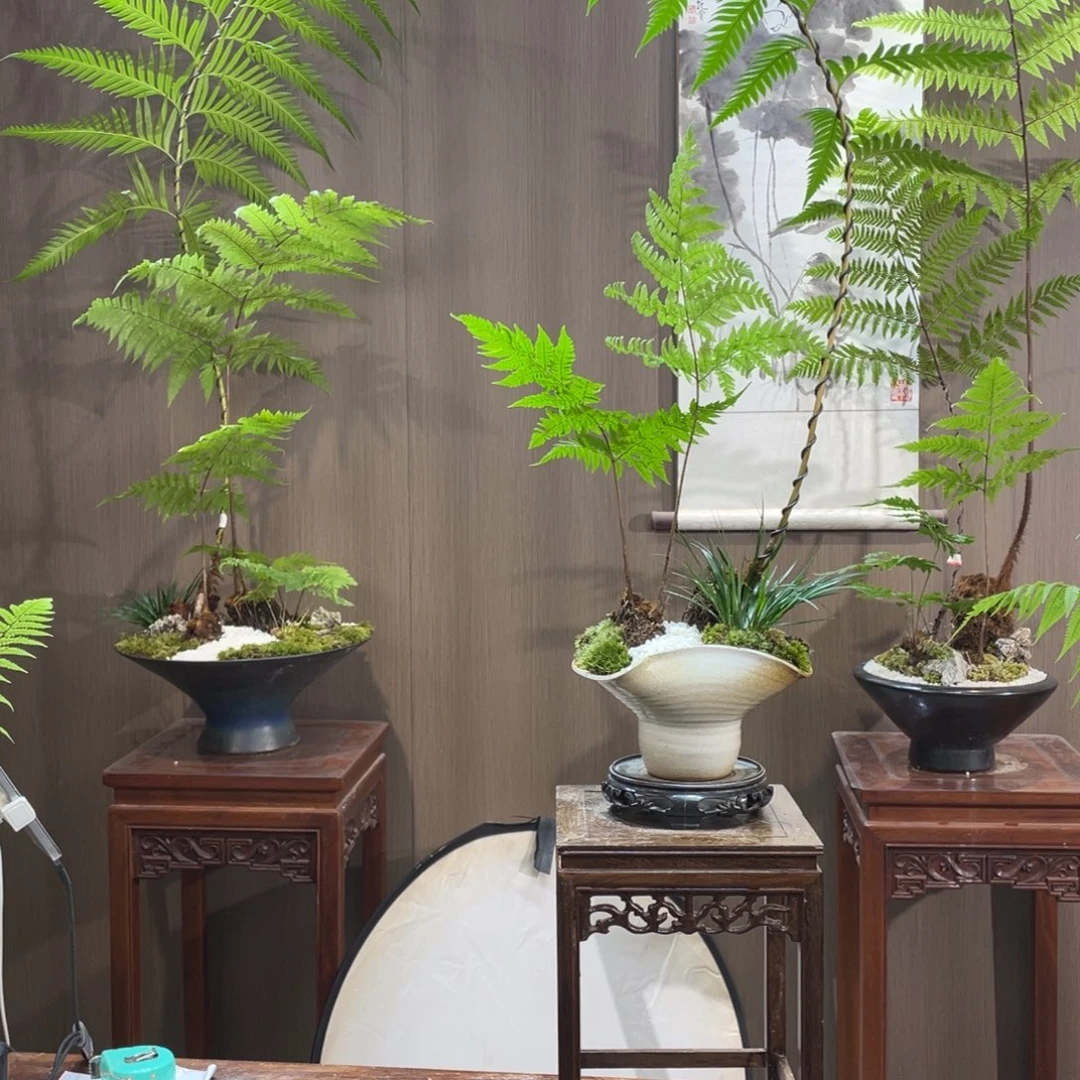 【闪购商品】不开花植物?**甜蕨类