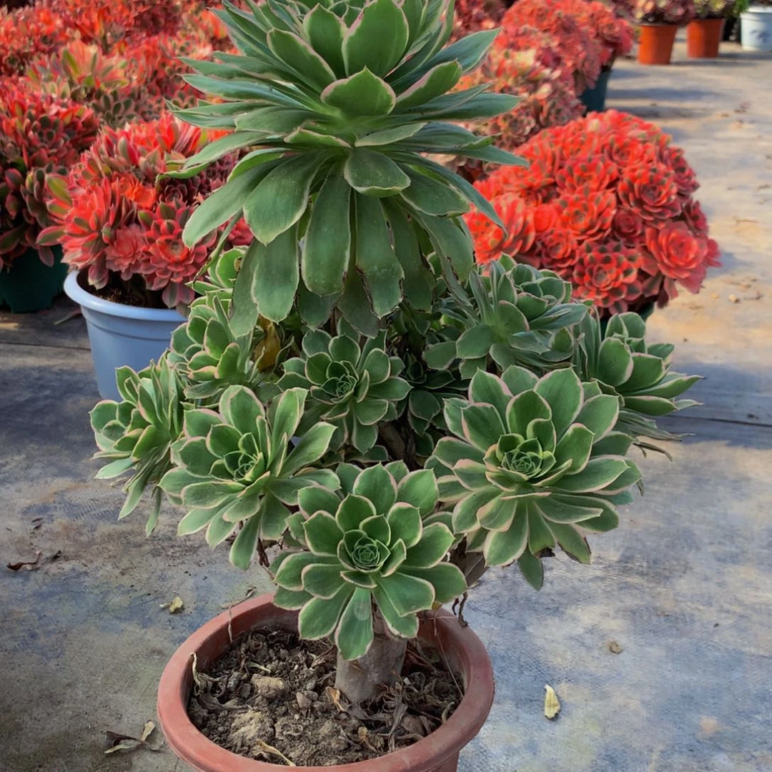 【闪购商品】杨***店928大叶绿玫瑰