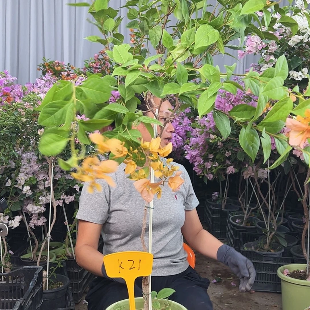 一***y大部分花苞少量开放K21金发