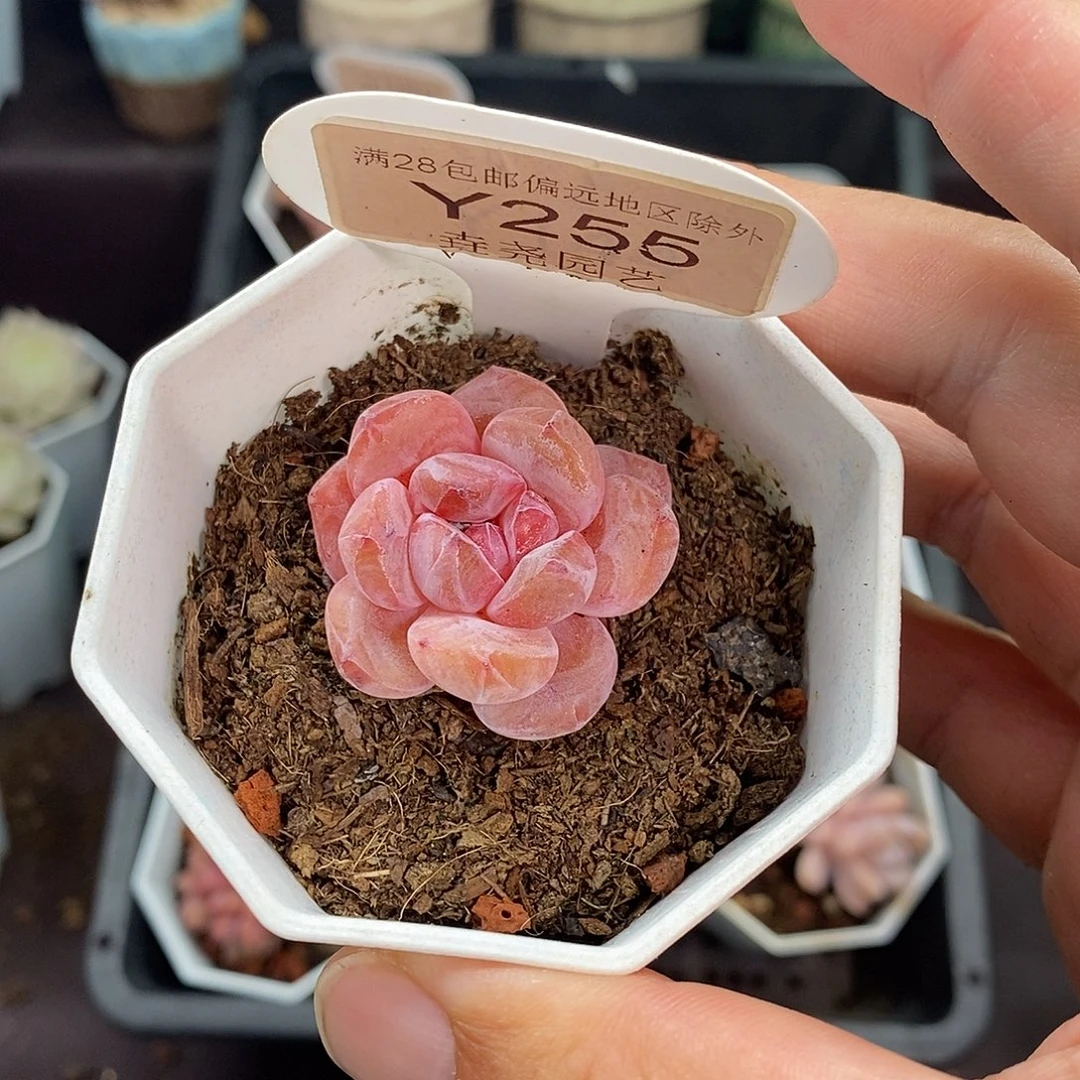0255 冰橙单头 3.5cm