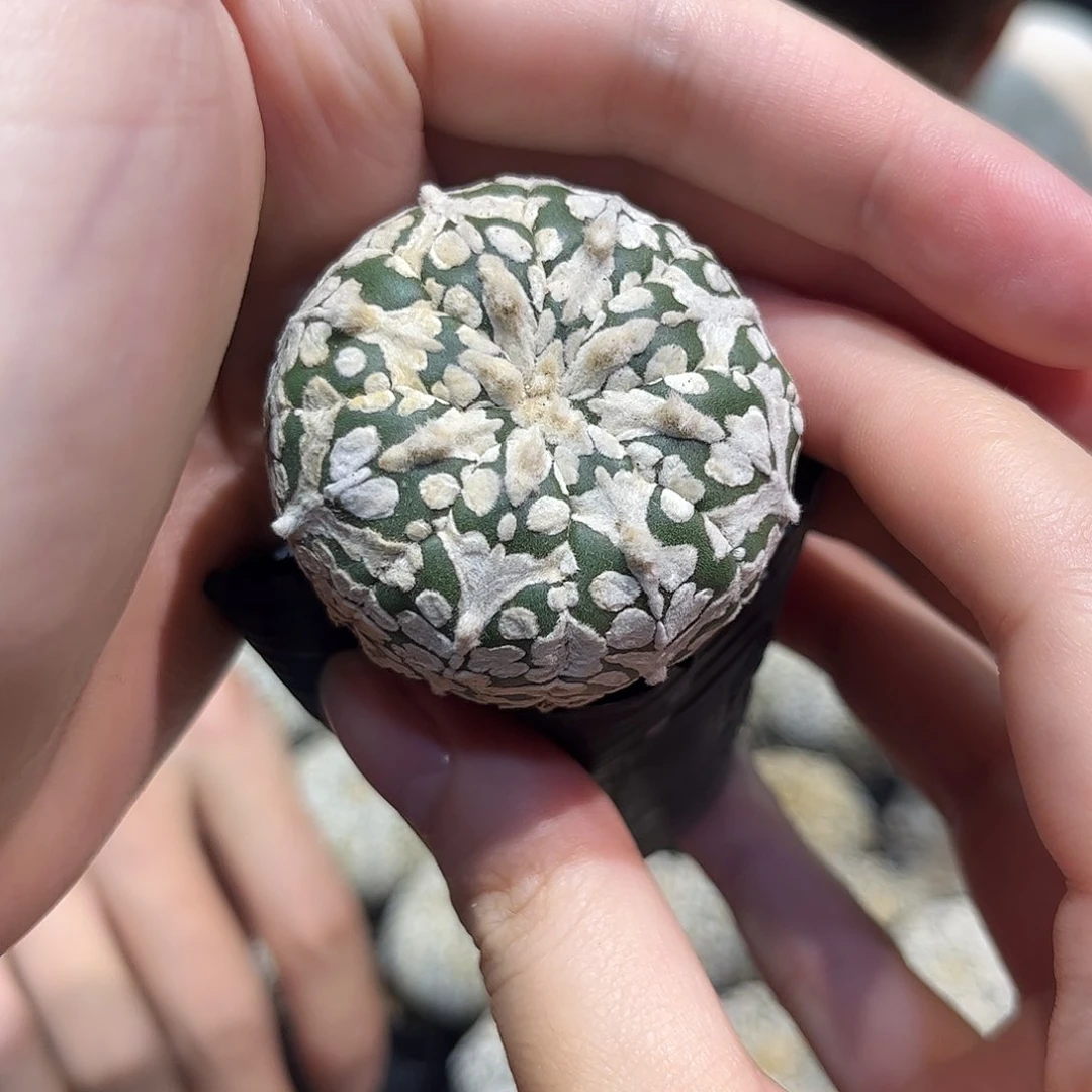 4cm实生战损v兜旁边有点裂