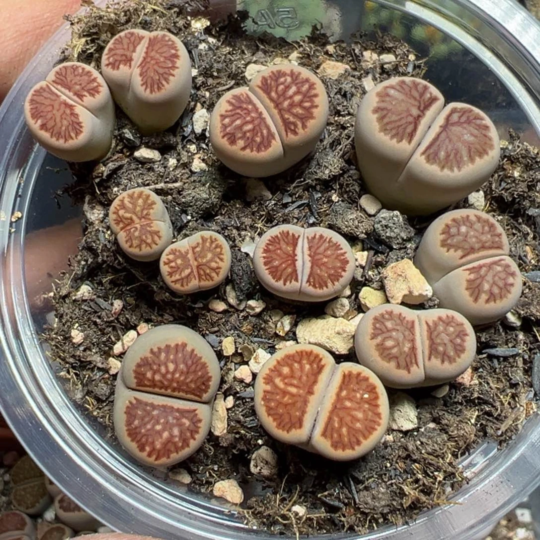 【闪购商品】 454。