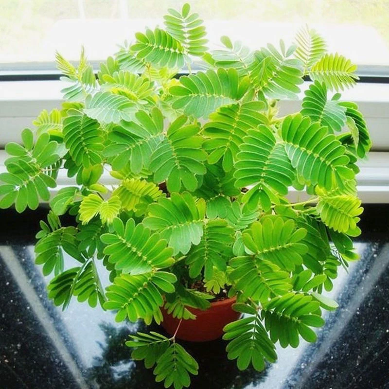 趣味含羞草盆栽好养易活耐高温适合室内阳台摆放