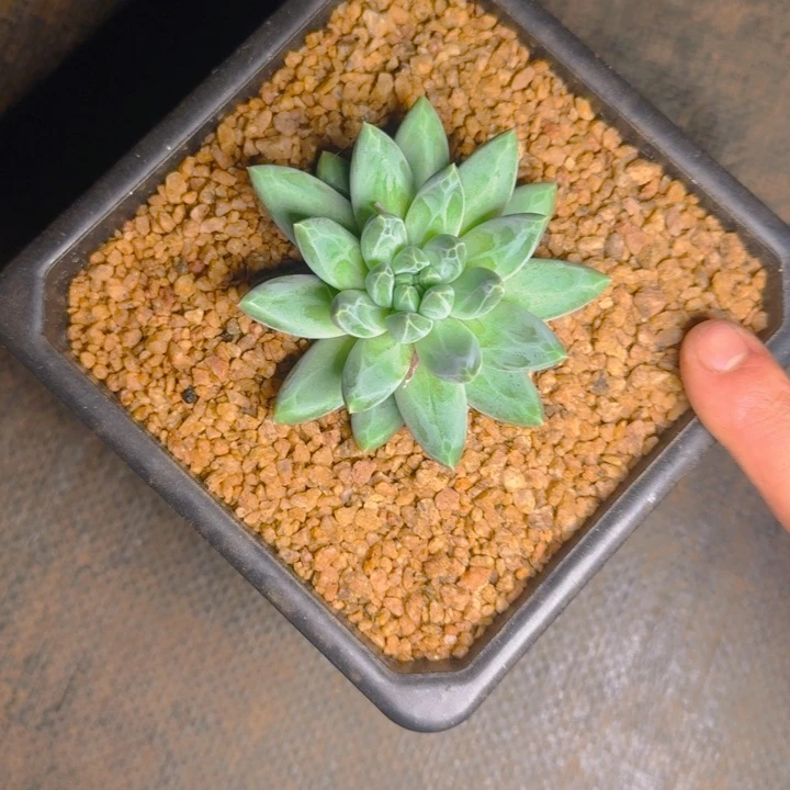 青花瓷福利111111111111