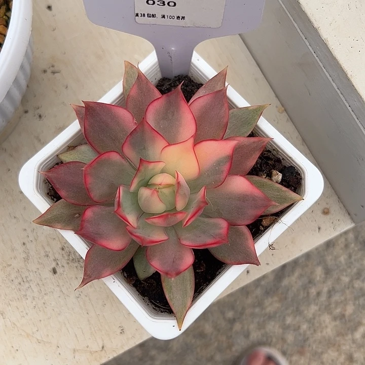 30号宝莲灯锦多肉