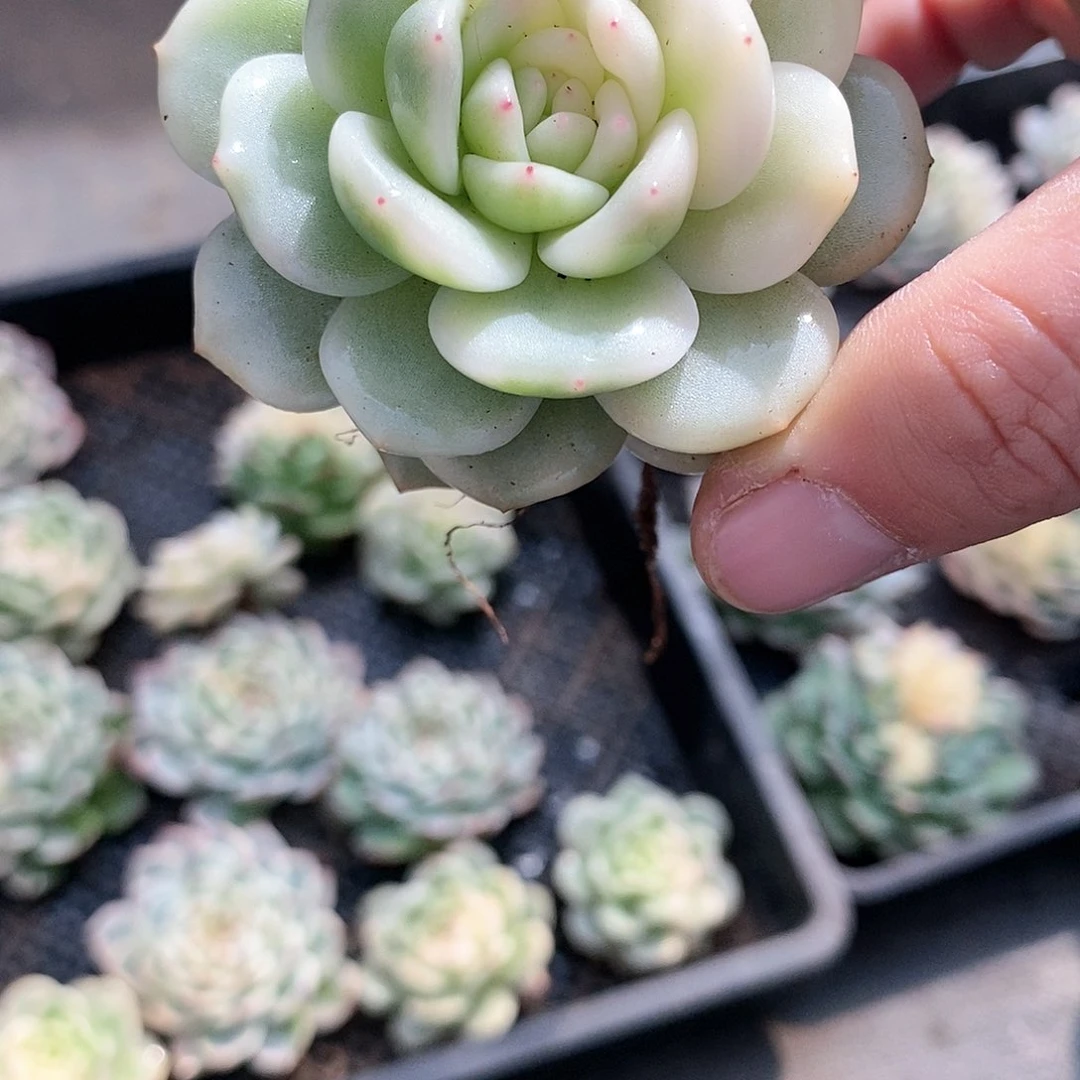 436圆胖子梦露锦半锦多肉植物