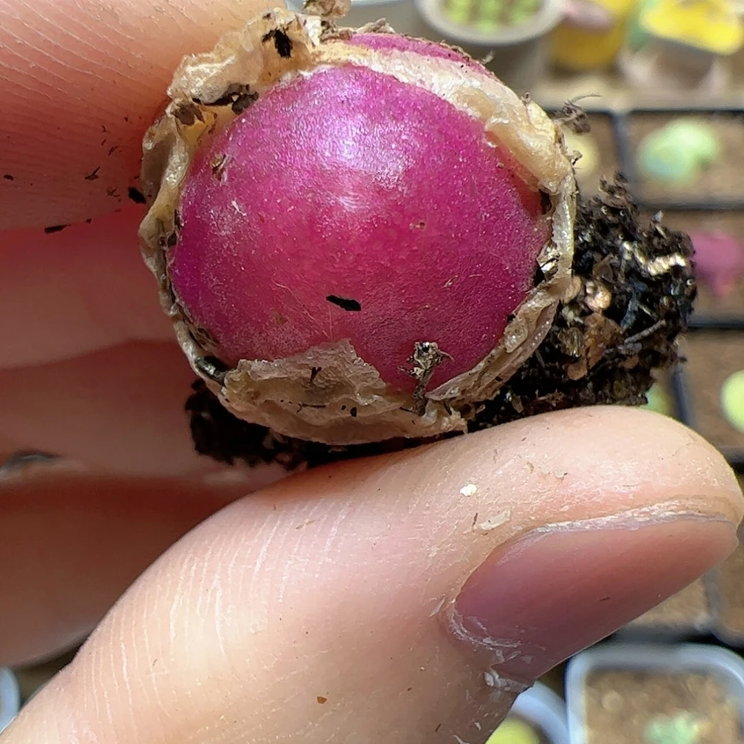 【闪购商品】228 灯泡