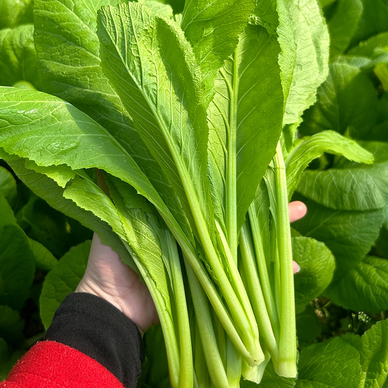 【春菜3斤/5斤装】潮汕本地新鲜蔬菜广东省内顺丰 京东包邮