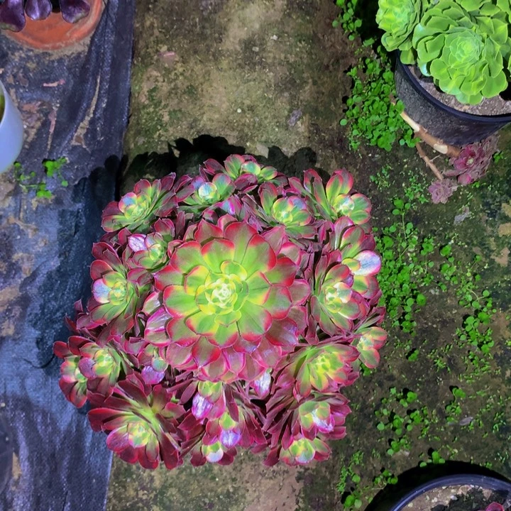 无花朵安娜0000000