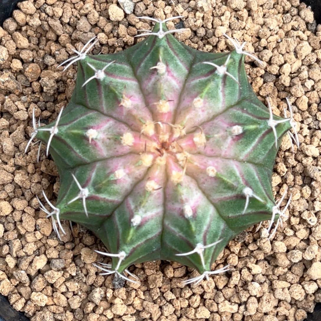 当前无花朵，栽培后可花朵肋骨粉轮回