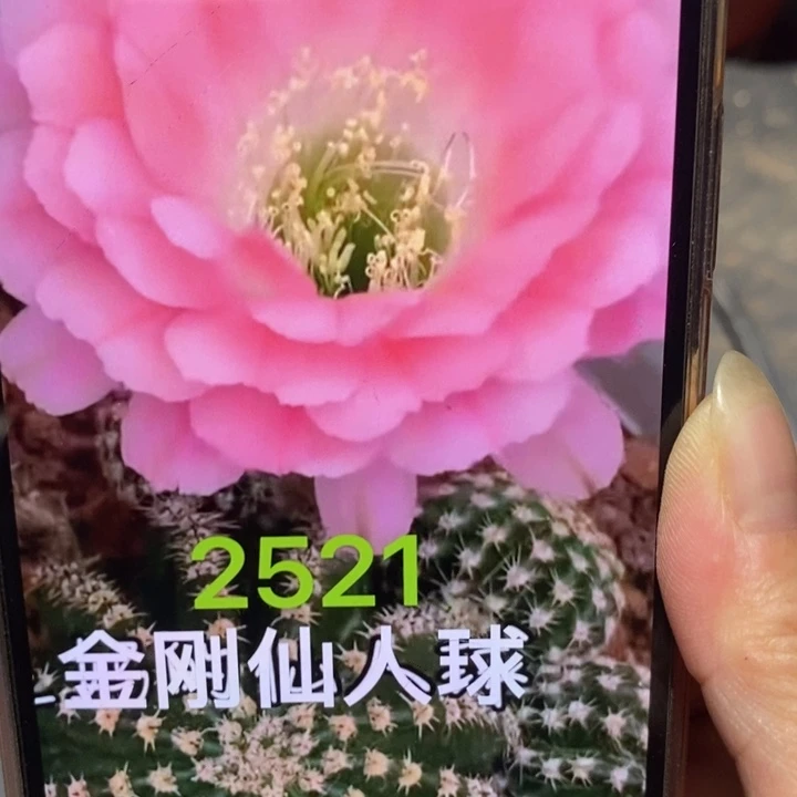 香香新金刚2521侧芽3公分左右