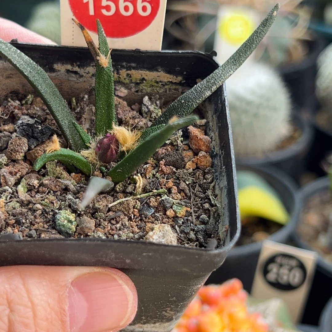 实生带花苞龙舌兰牡丹，