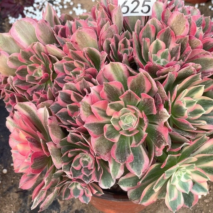 风**阻625多肉植物粉女郎