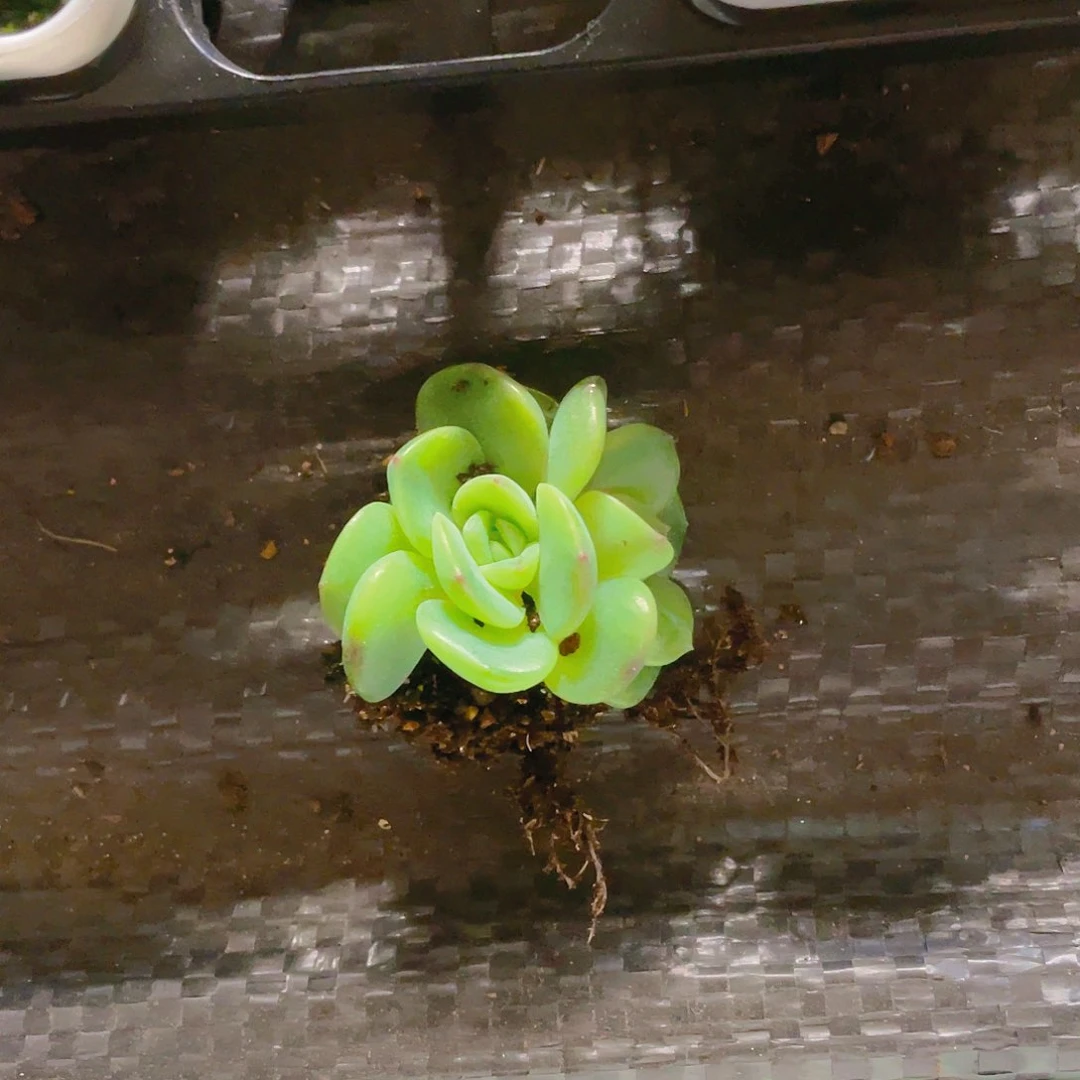 D****y谪仙三头一个满25包邮