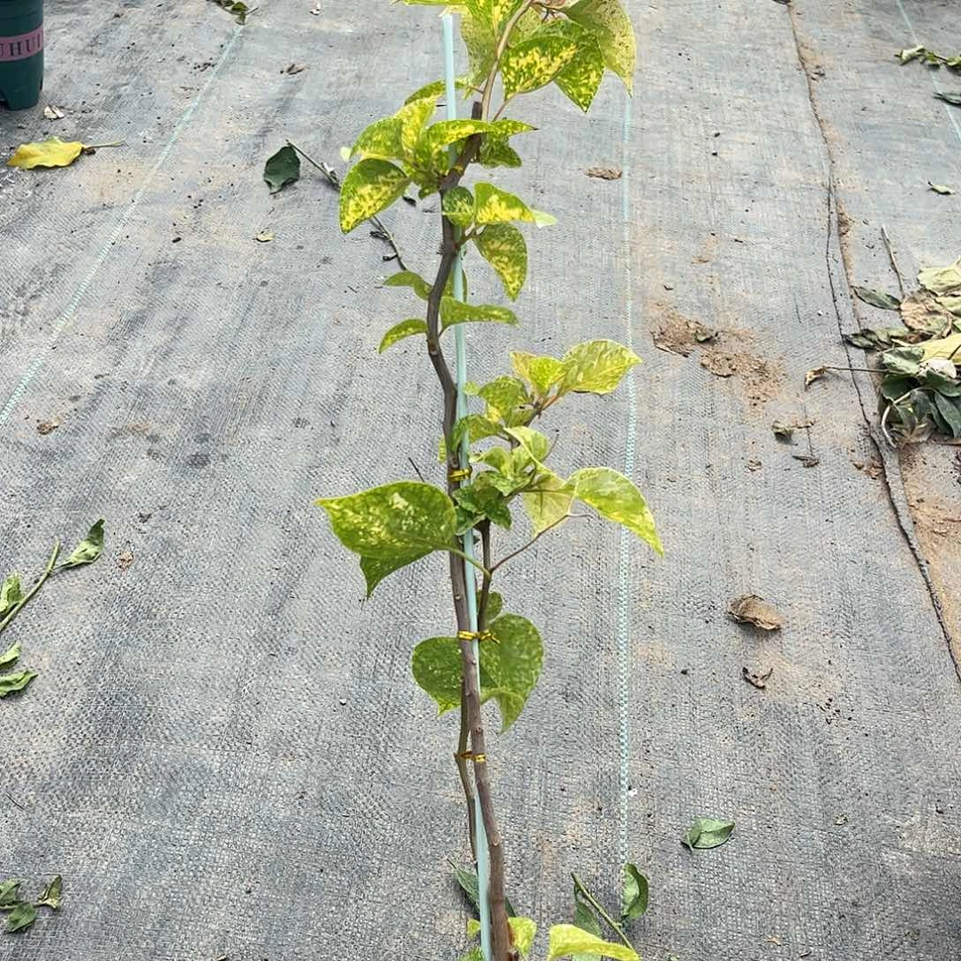 当前无花栽培后可以开花【高钻石橙一棵】随机发货福利款不售后