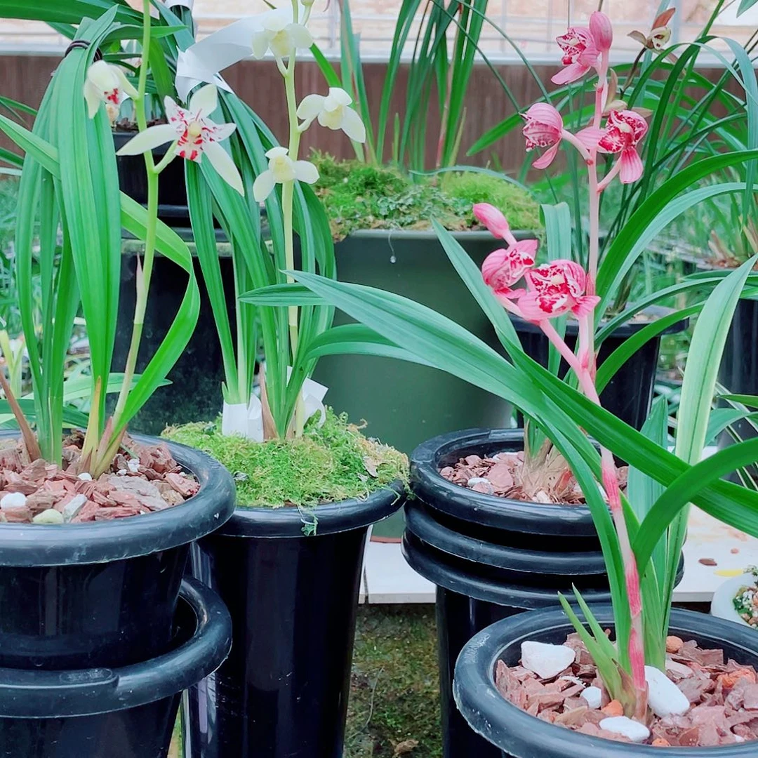 下***雨完全开放一物一拍漂亮开花