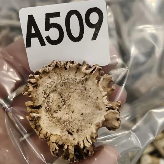 果***然鹿角鹿角鹿角鹿角鹿角