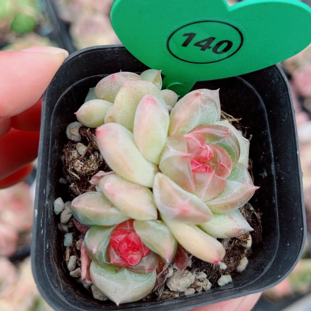 140号小老桩珍妮群