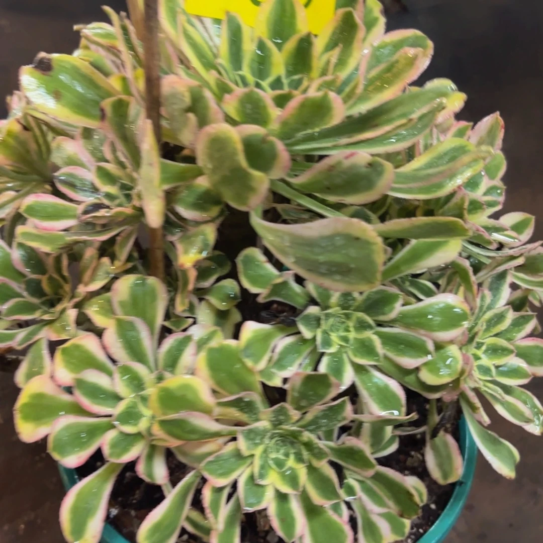 哈哈多肉葡萄福利365