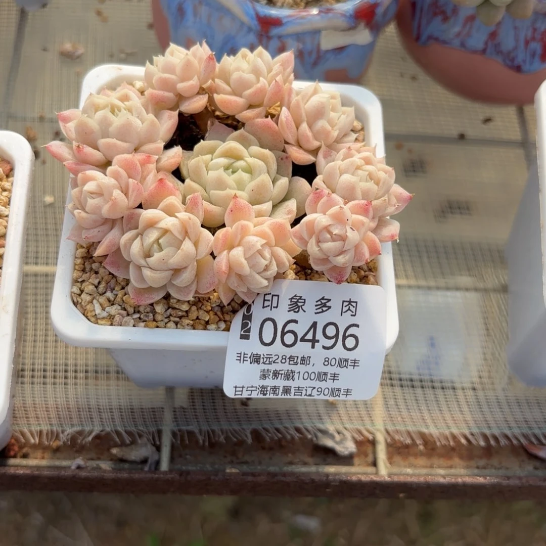 红****援多肉植物06496gghh