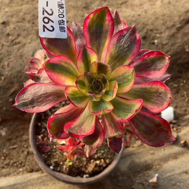 292烈焰叶子有点烂多肉12345779