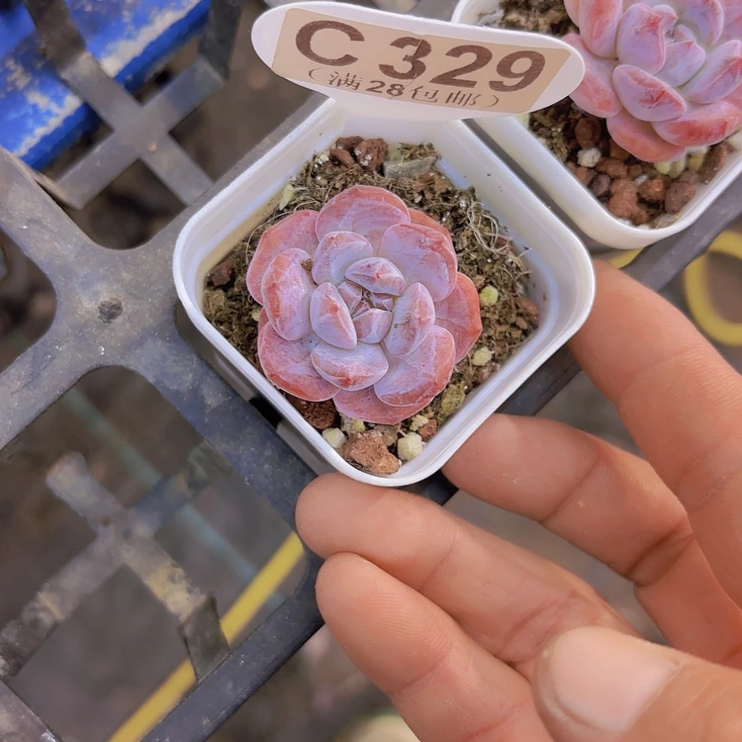C329奶盖一物一拍