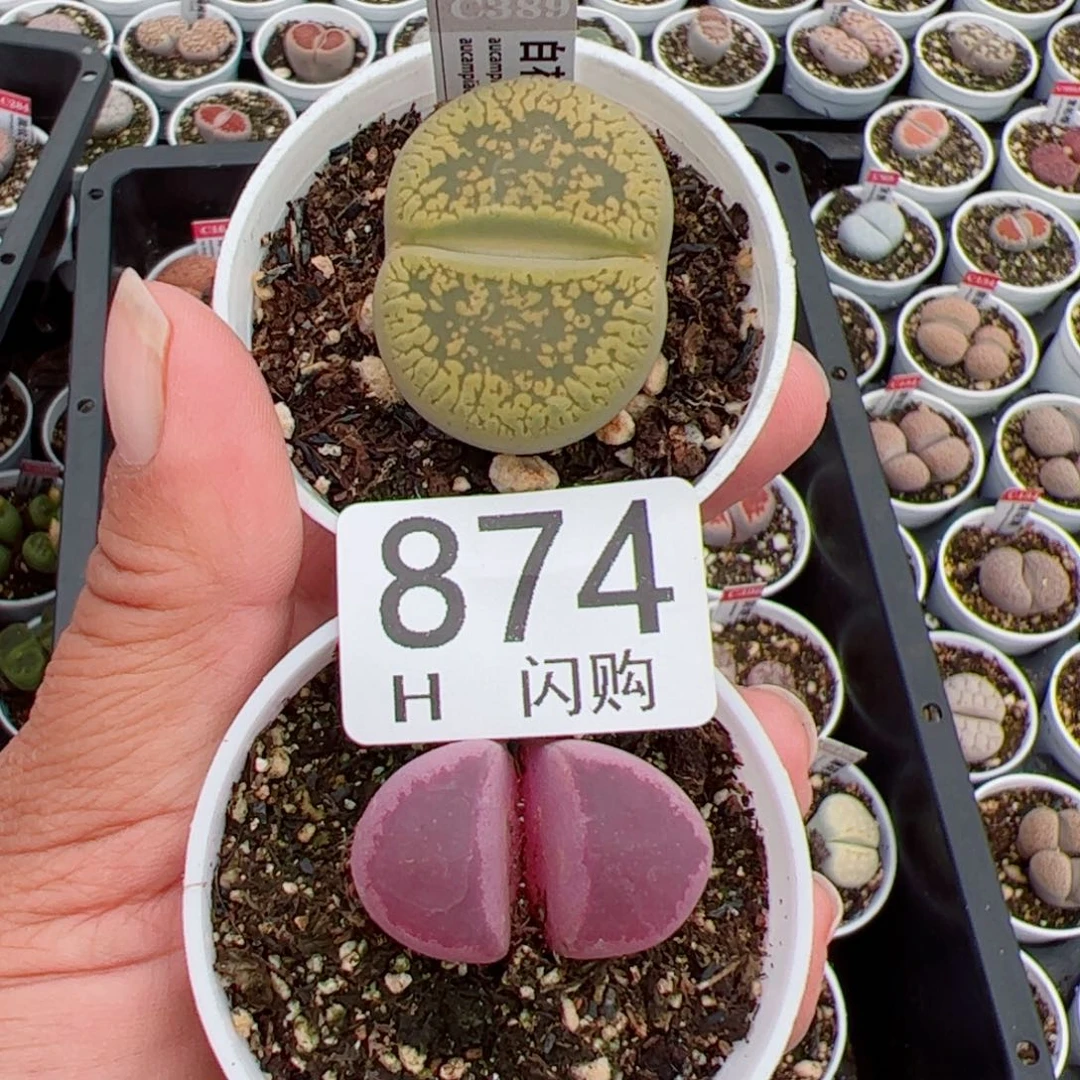 无花朵嘿*我很喜欢这个H874