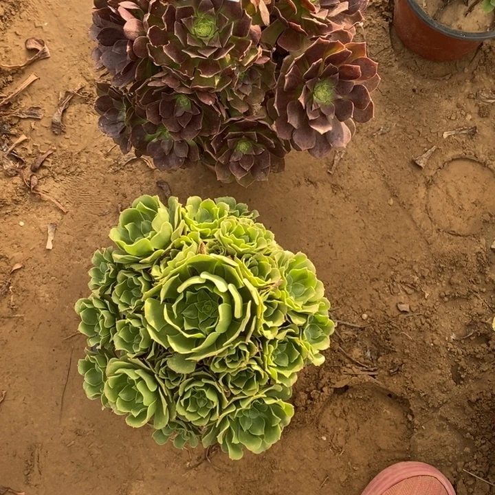 完全开放663组合套餐多肉植物
