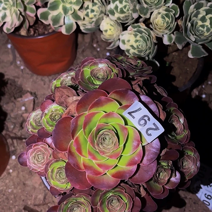 297魅金多肉植物不售后