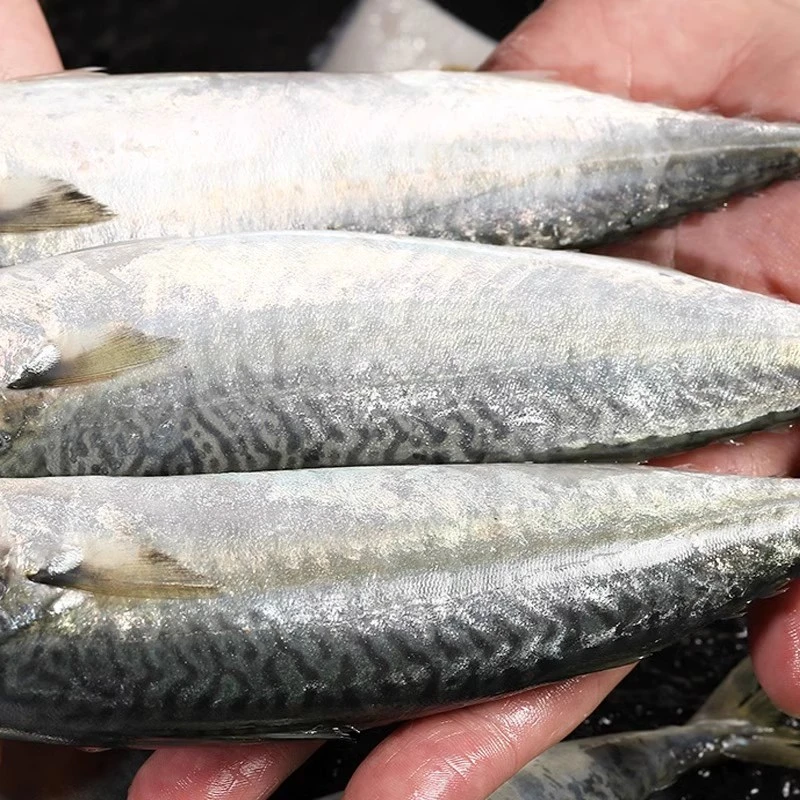 花仙鱼 福建海捕花仙鱼新鲜冷冻海鲜水产