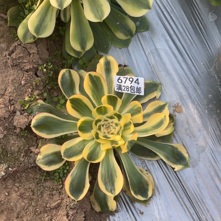 诚****麻X.  6794贵妃多肉