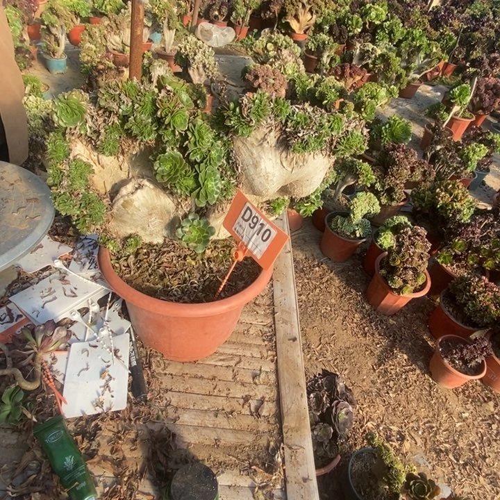 低***！D910有伤处理处理处理