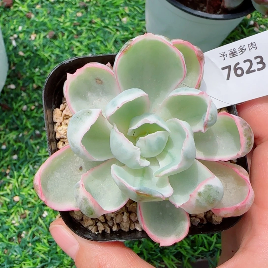 伯克利锦，7623多肉植物