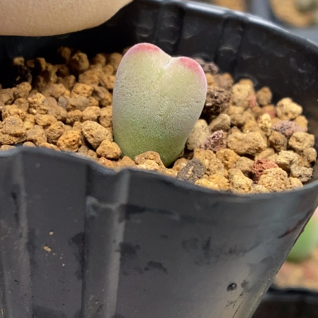 多肉植物肉锥杂交K-4828