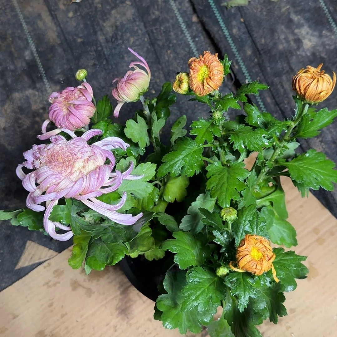 无花朵A55555555555