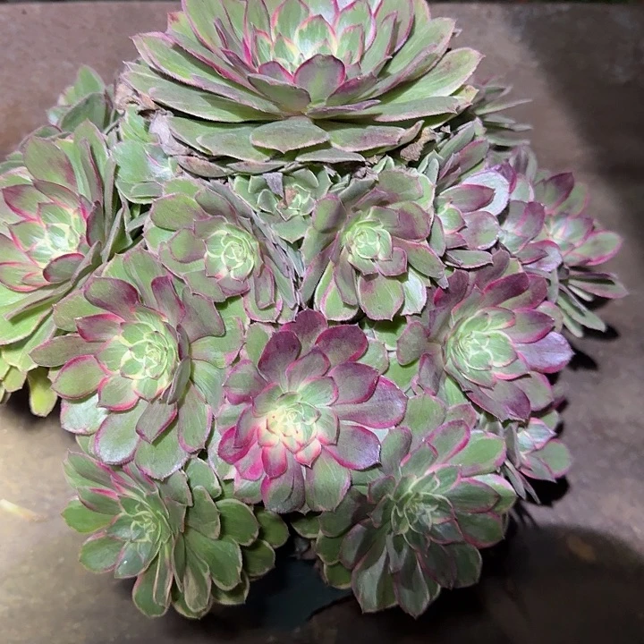 精品莲花座巨无霸亏本福利
