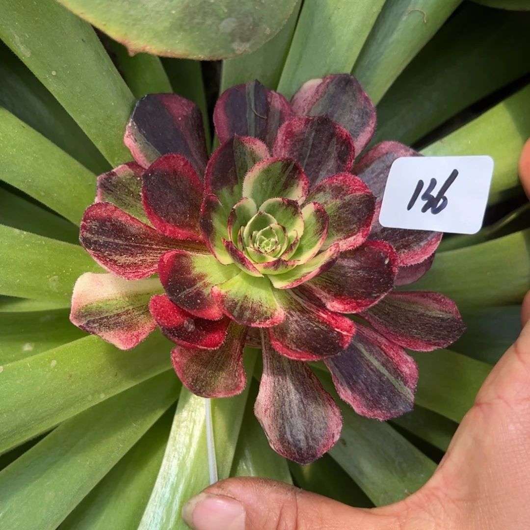 136伯爵多肉嘻嘻嘻