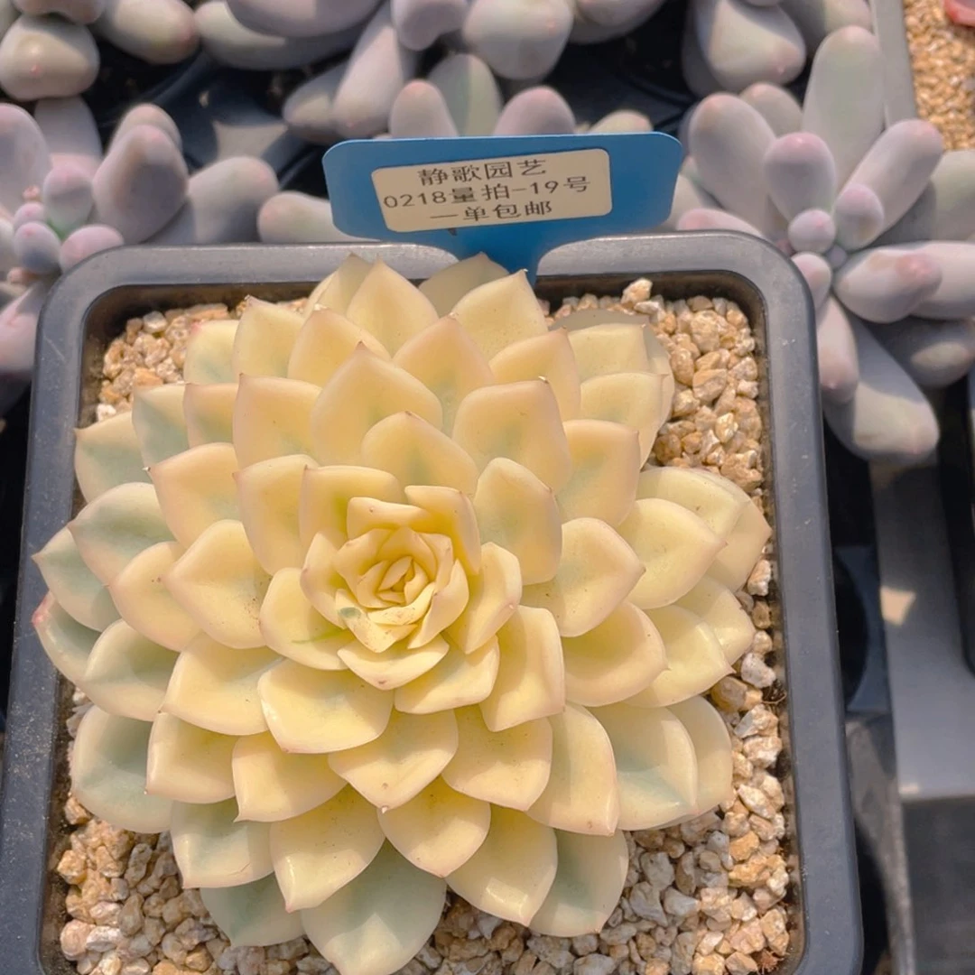 0218-19-月亮仙子母本锦一颗