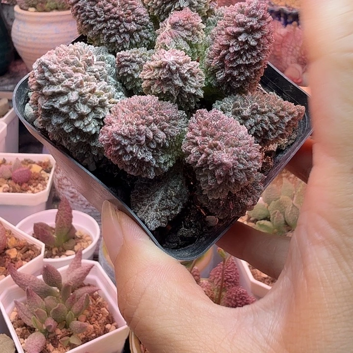 桃****一物一拍，感谢支持