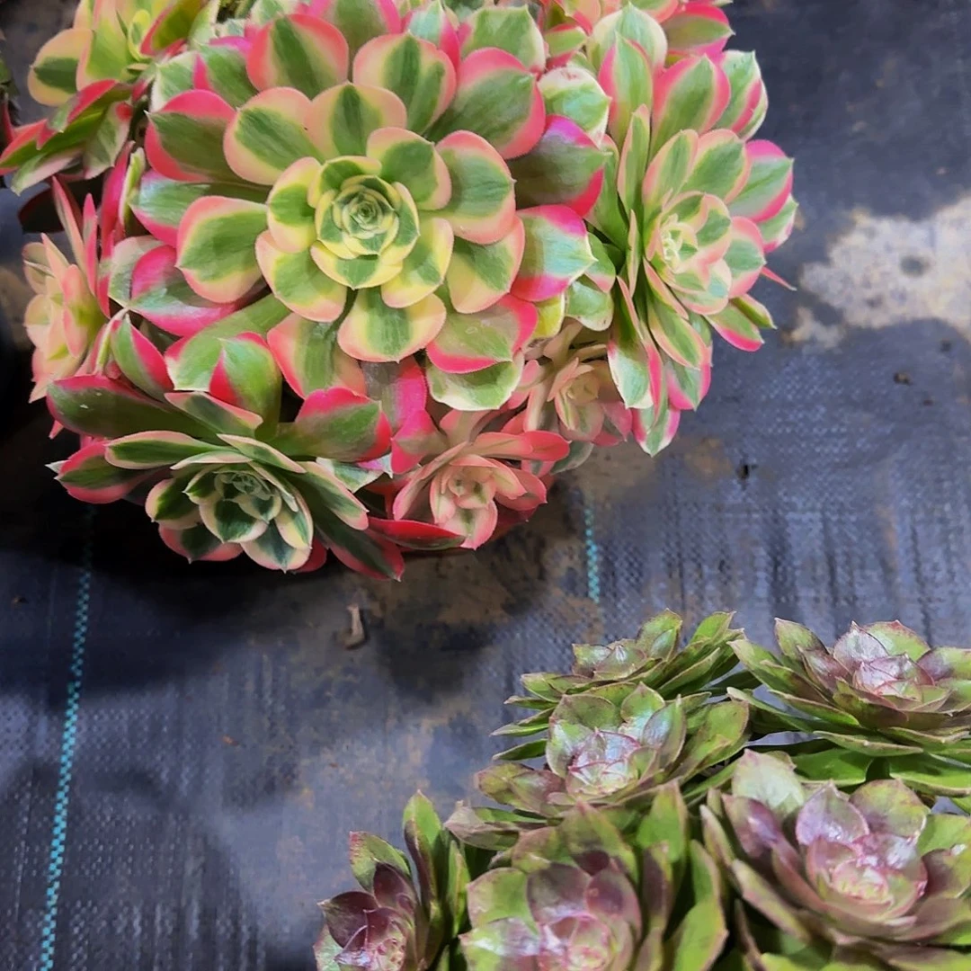 老庄女妖法师20.8