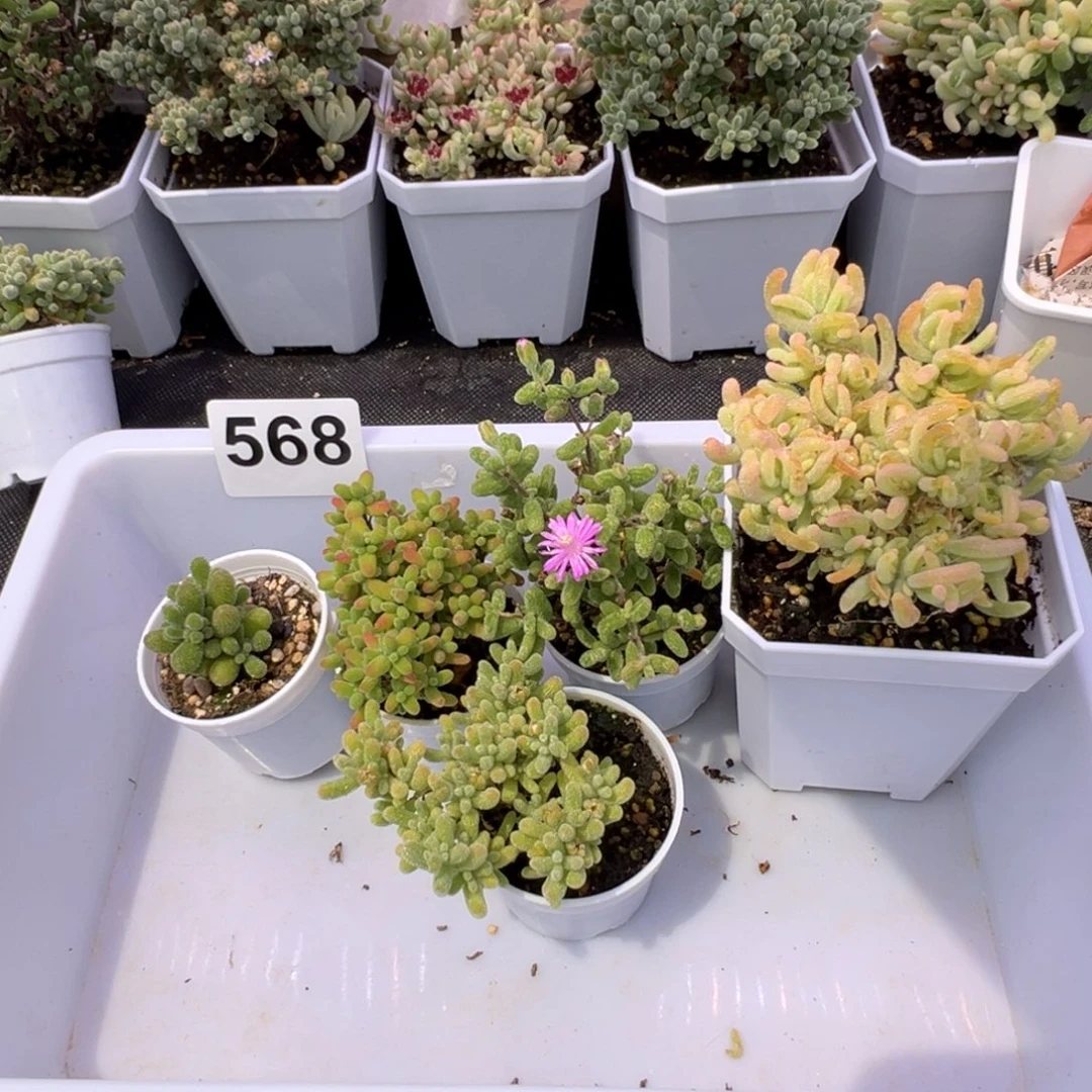 多肉植物枝干5颗