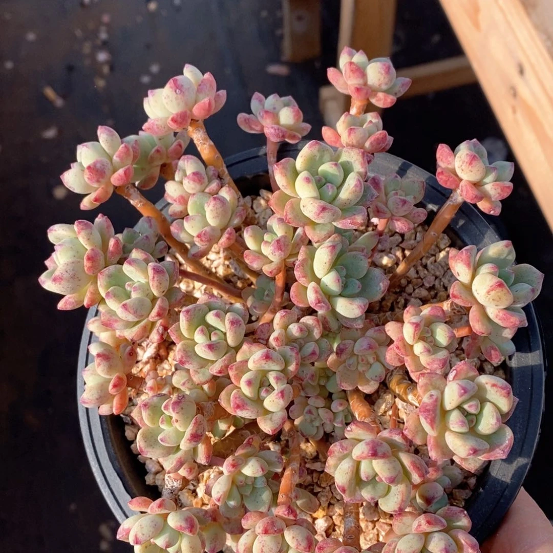 精品多肉一物一拍不包整75