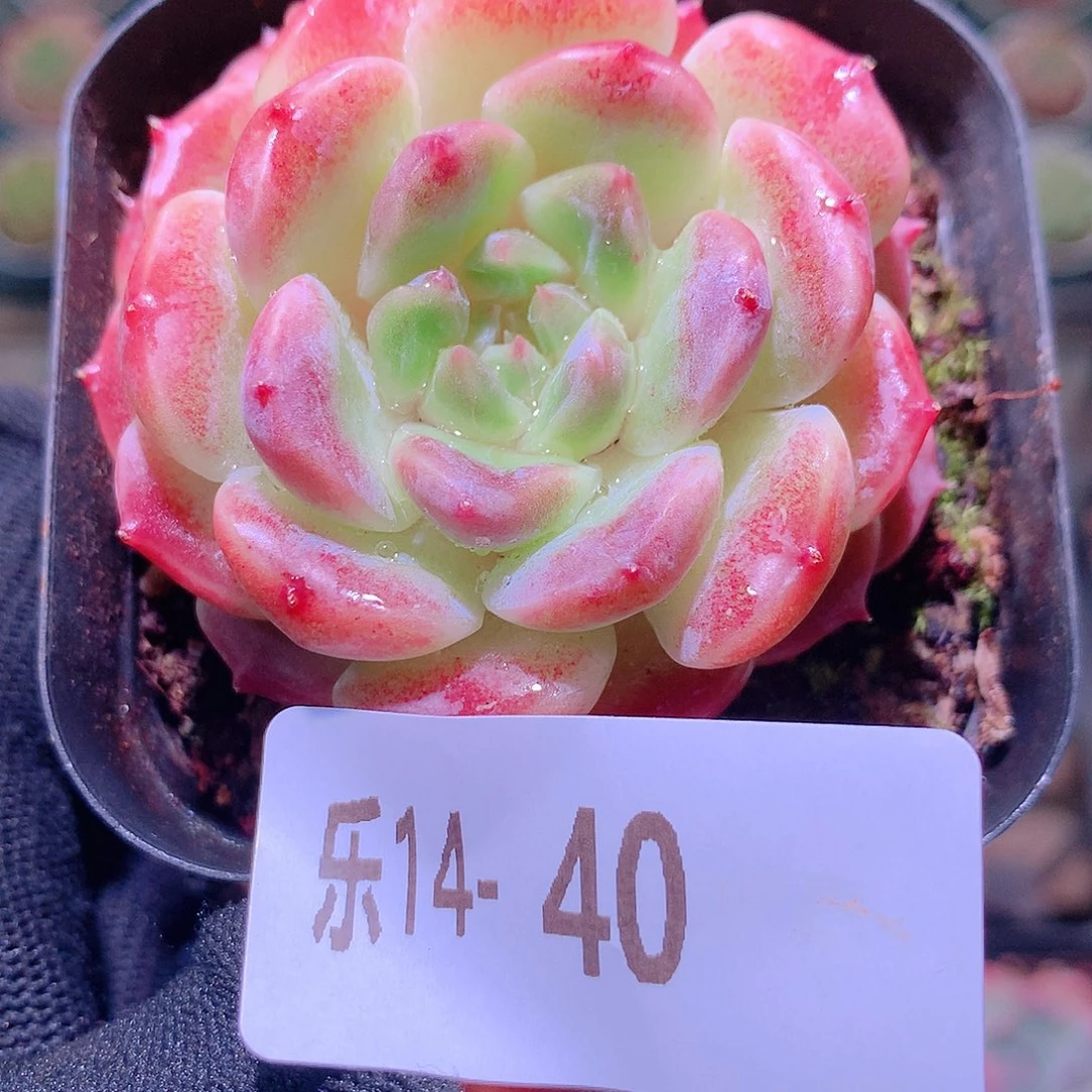 乐然14-40 秘境冰魄