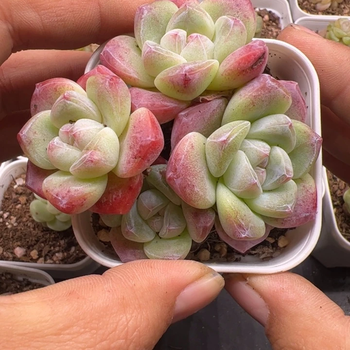 一物一拍精品糖心，尺寸不大介意勿拍